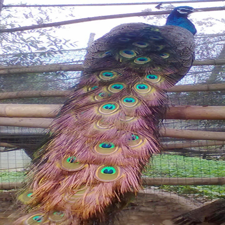 【【货真价实】重庆最大孔雀养殖场 供应蓝孔