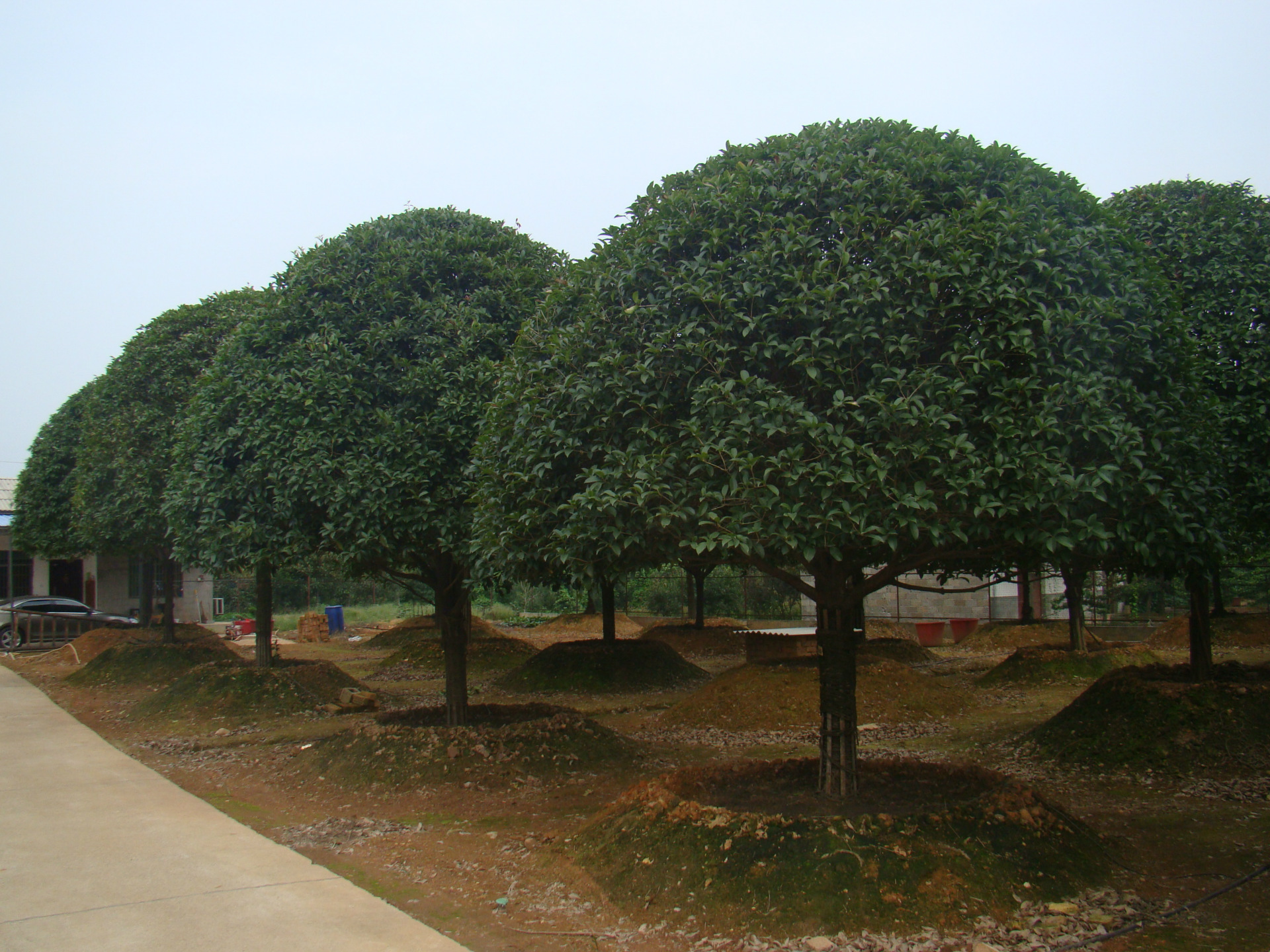 大量供应优价精品 桂花  湖南 桂花  丹桂 八月桂 四