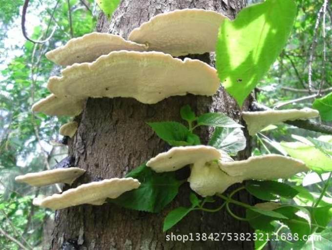 【常年批发各种家种灵芝,野生灵芝,海南纯野生