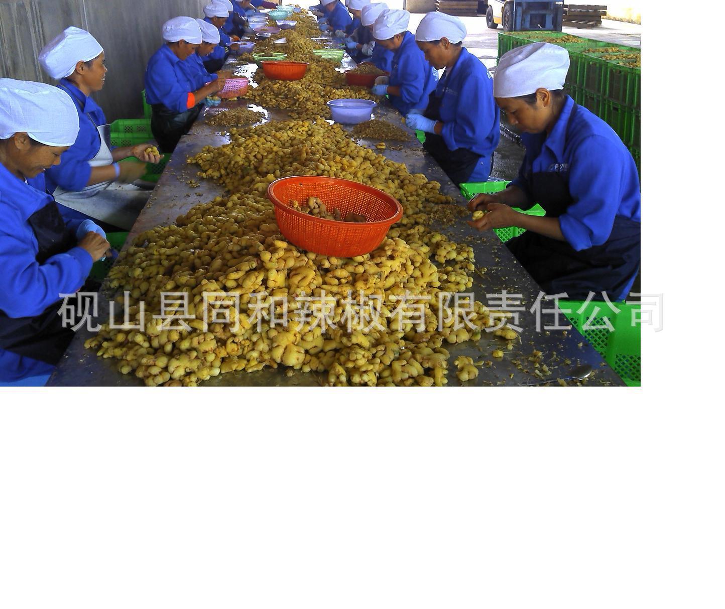 厂家供应泡云南小黄姜-云南小黄姜-云南姜-泡小黄姜
