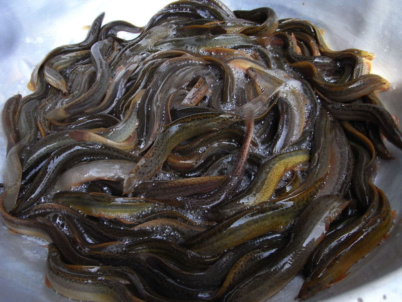 【农村特产 野生泥鳅 农村现抓泥鳅 原生态农业