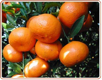 【湖南南丰蜜桔(贡桔)批发 水果批发】价格,厂