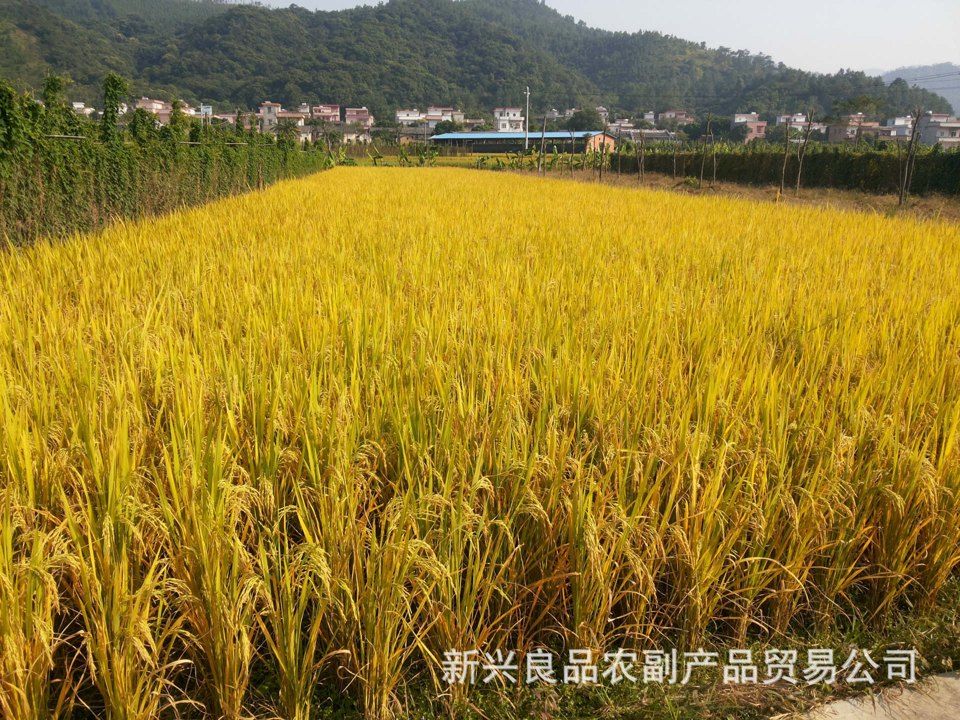 广东供应晚籼稻谷油粘谷口感好