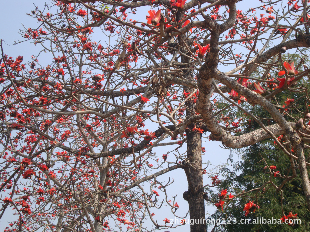 春天到去哪里 看攀枝花花去 云南特色象脚鼓材质 木棉树 英雄花 象脚鼓材质工艺品礼品玩具摆件 吉祥物定情物 景谷纪念 - - 阿里巴巴商人论坛