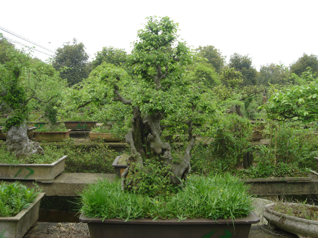 供绿化苗木 名贵兰花 精美树桩造型盆景