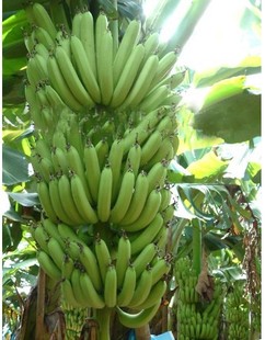 香蕉-新鲜鲜甜香蕉代收高州南塘镇 水果之乡 香