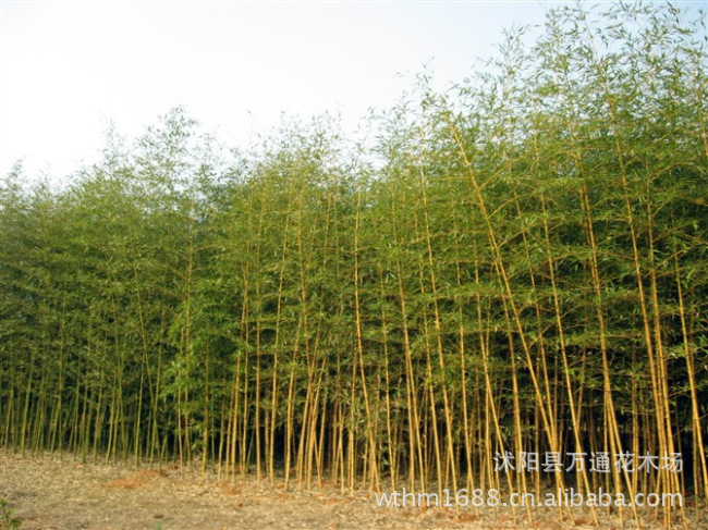 直销金镶玉竹苗 竹子 工程苗 耐寒耐旱竹苗 工程苗 竹类植物