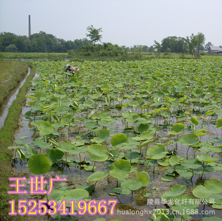 201001070826272_副本