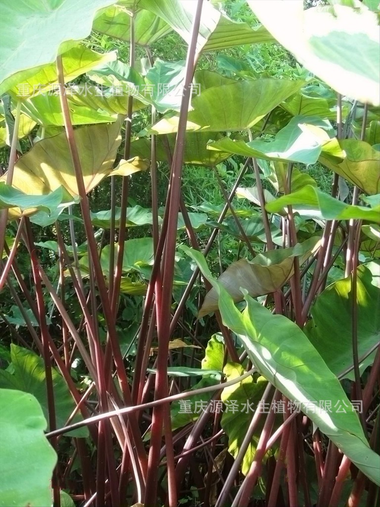 供应水生植物人工湿地紫芋