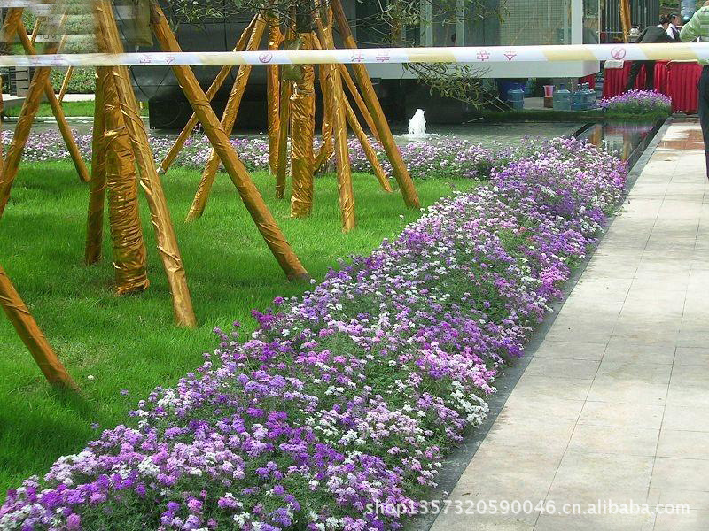 【厂家直销 美女樱 四季绣球 美人樱 品种繁多