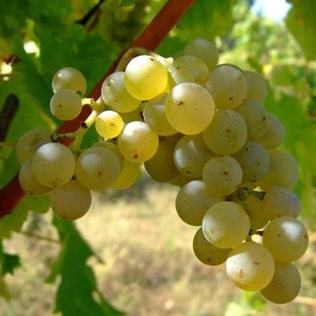 长相思(sauvignon blanc)是酿制世界上那些香味最为独特的干白葡萄
