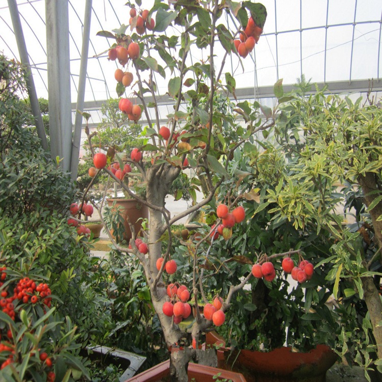 灌木-【底价出售】冬红果 冬红果盆景 批发各种