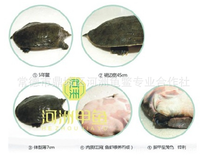 外塘甲鱼,仿野生甲鱼,国内大型专业甲鱼养殖场直销