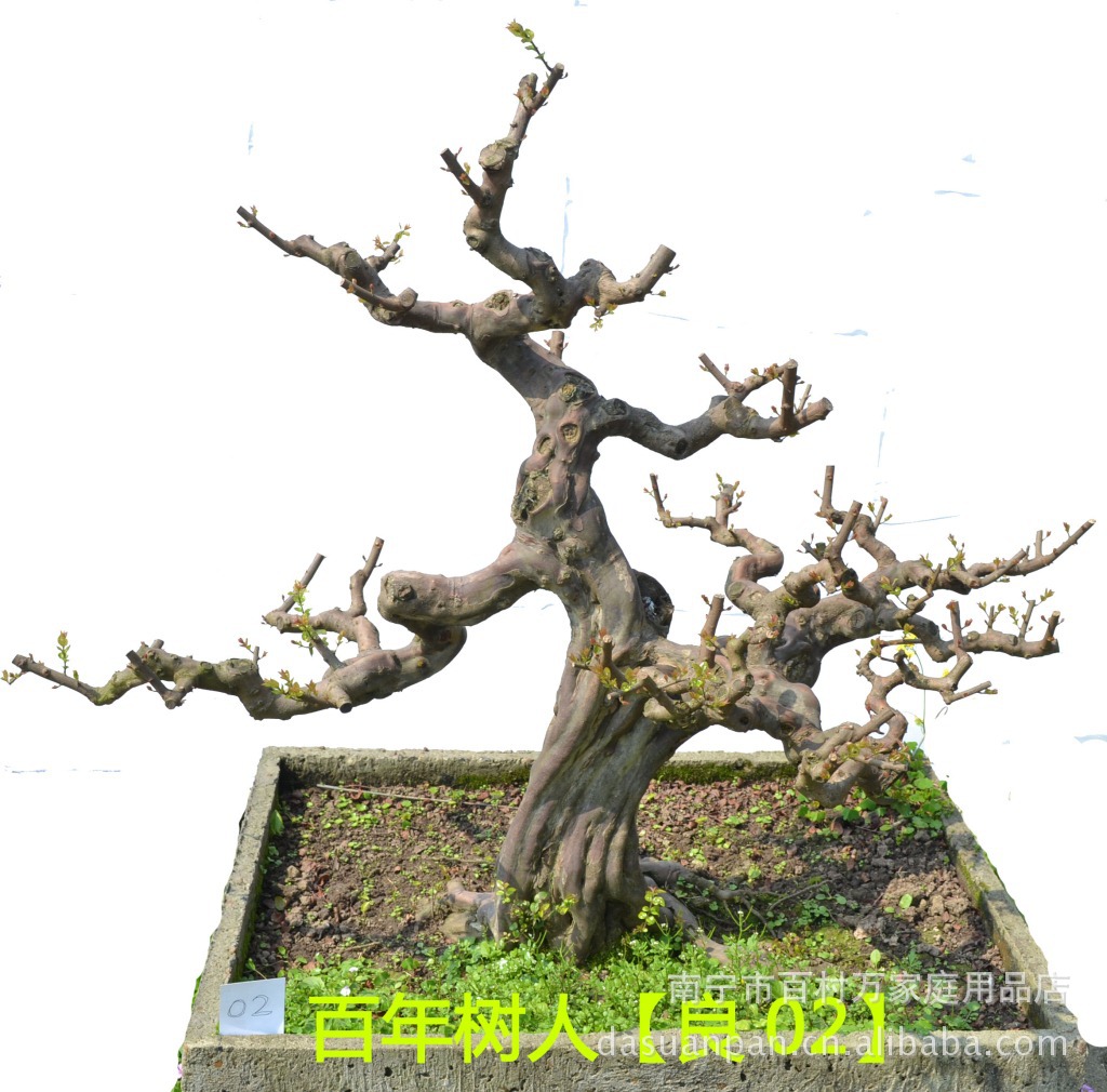 雀梅盆景,桩景,树木盆栽,经典之作,大量批发