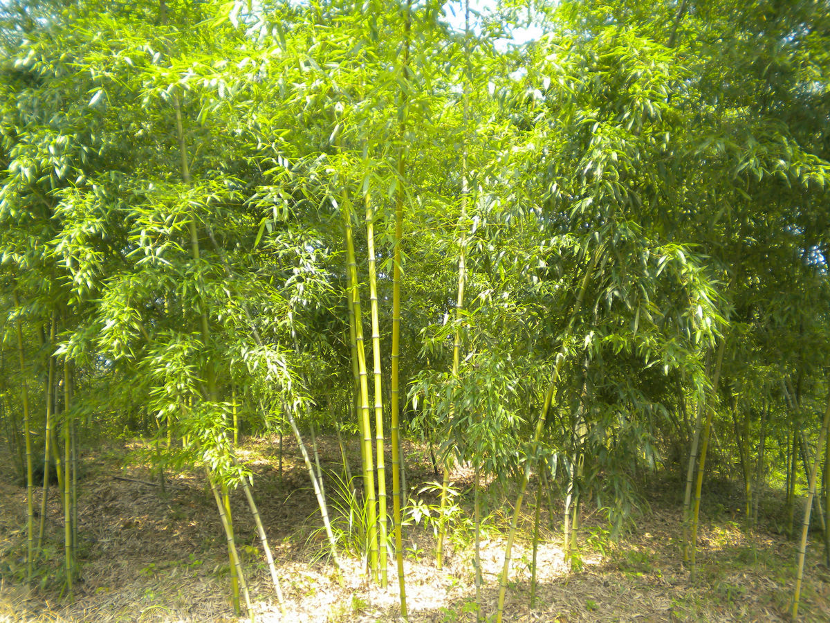 竹种名称:红哺鸡竹(红竹/红壳竹)  phyllostachys iridescens c