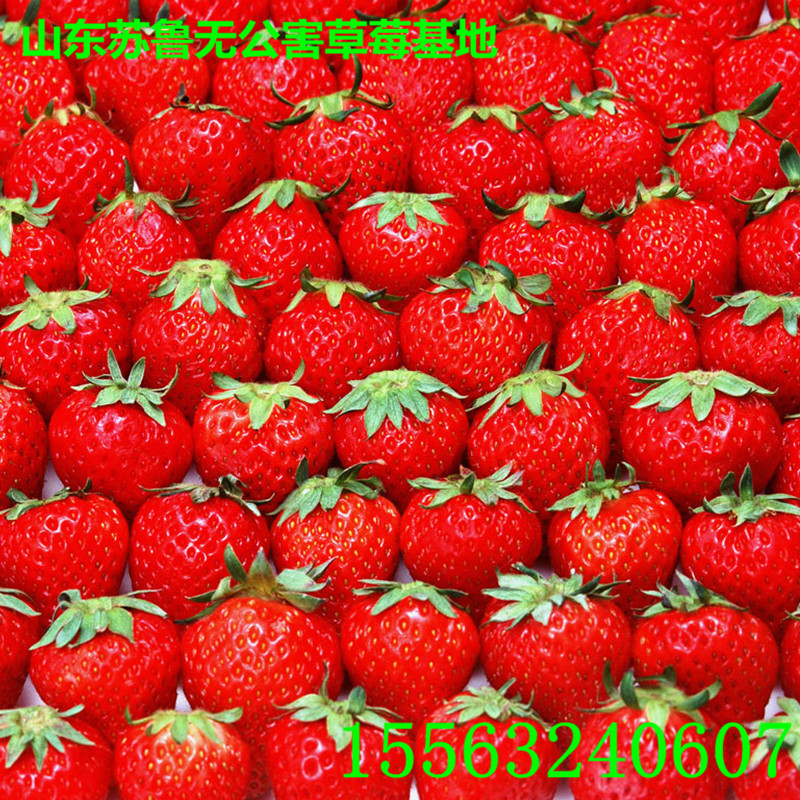 草莓-收购红袖添香 草莓生产苗--阿里巴巴采购