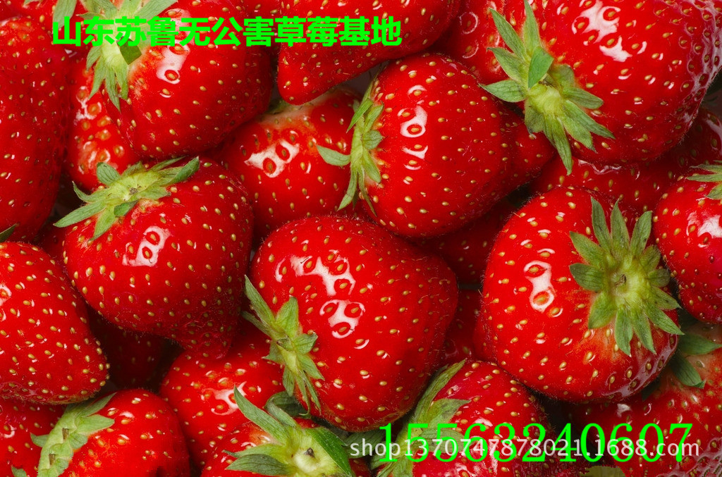 山东苏鲁无公害草莓基地20