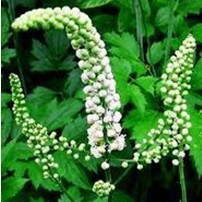 植物提取物-黑升麻提取物2.5% 三萜皂甙 black cohosh extra