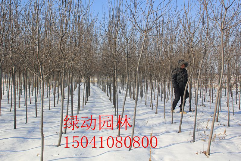 【供应紫叶稠李 3公分紫叶稠李 优质紫叶稠李