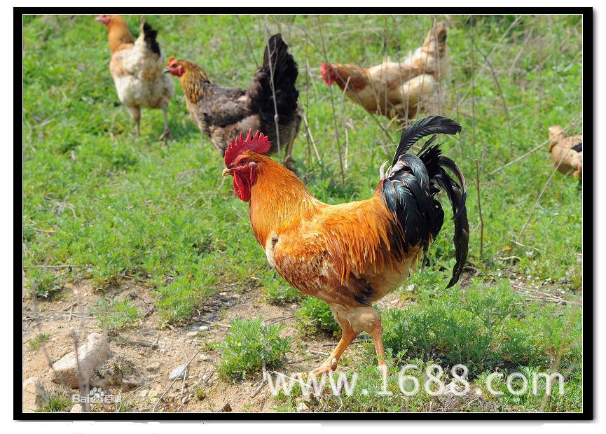 【发现农业商机:说说家乡土特产】+庄河大骨鸡