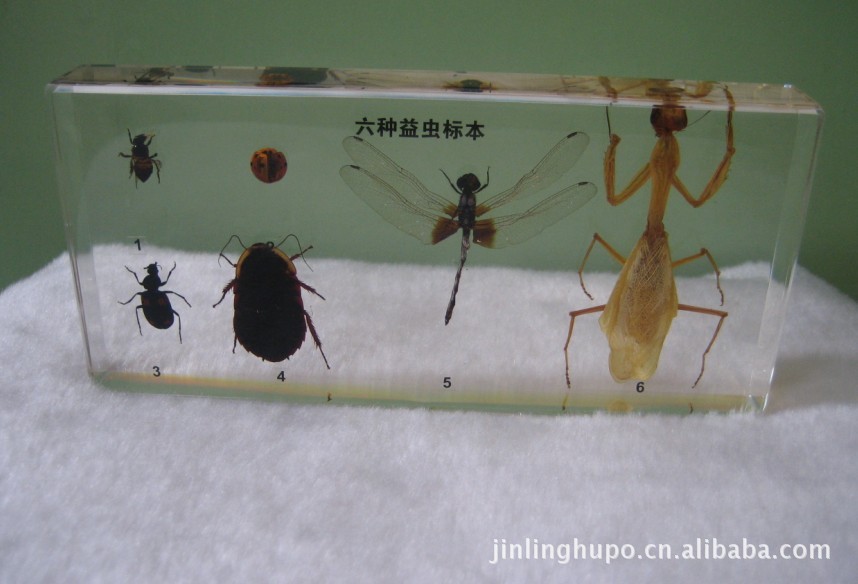 六种益虫标本