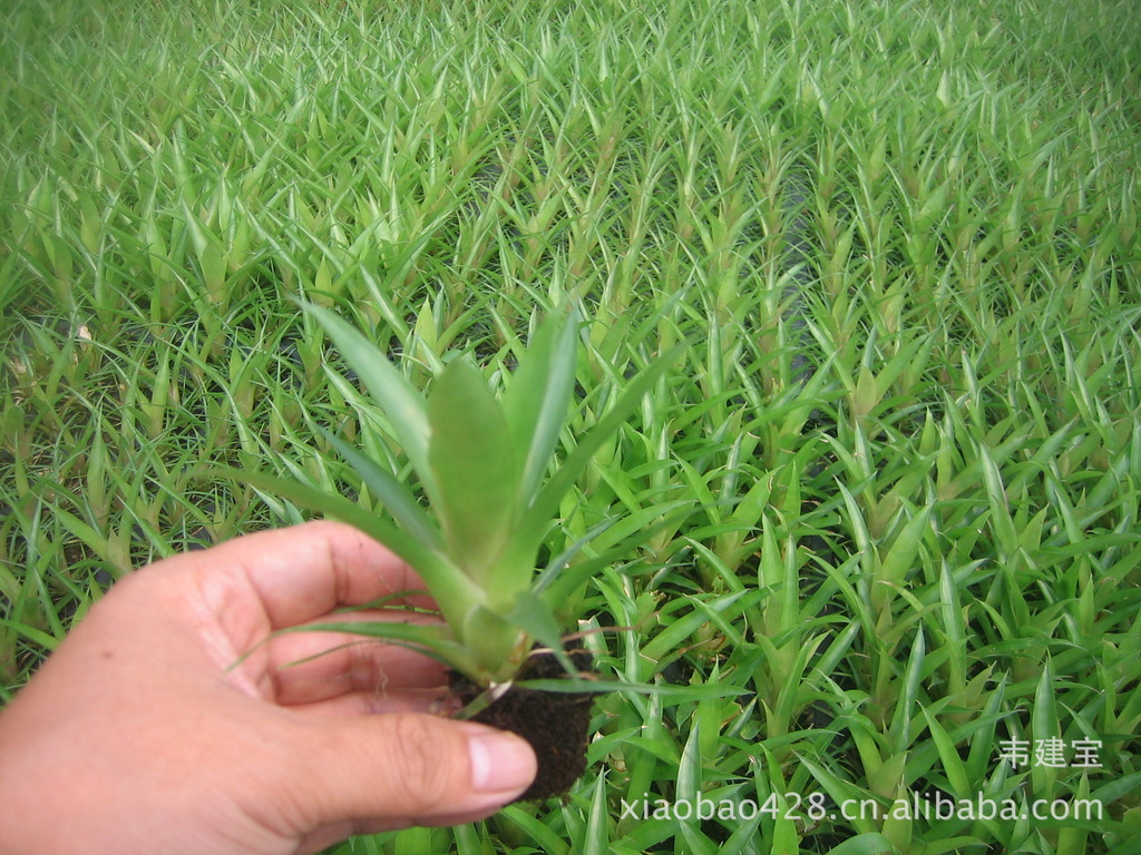 隆重推出凤梨新品种白雪公主组培穴盘苗 花卉