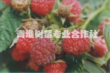 厂家大量批发供应 可出口优质树莓果 价格优惠