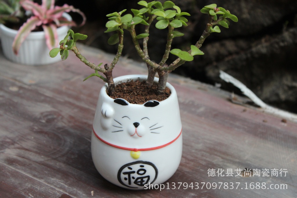 【艾尚出品可爱卡通种植多肉植物创意另类小盆