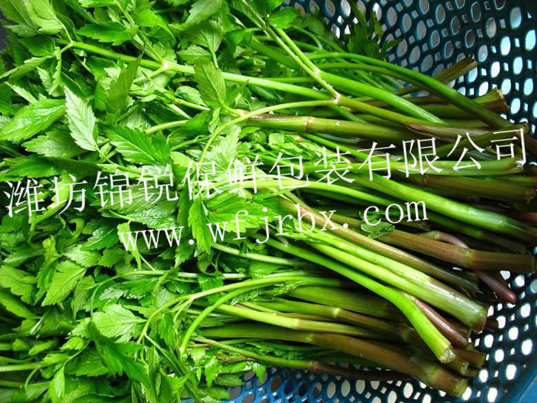 山野菜专用锦锐高效保鲜袋_副本