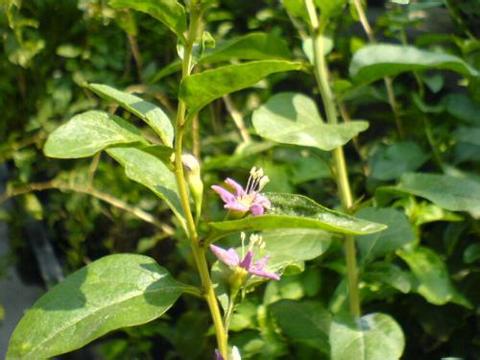 【地方特色绿色健康蔬菜枸杞尖(枸杞叶)滋补肝肾,益精明目】价格,厂家,图片,野生菜类,曲靖市麒麟区新华蔬菜销售店-马可波罗网