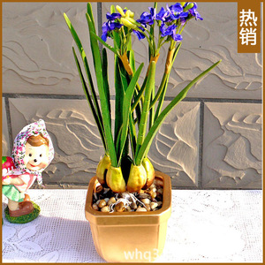 【水仙根】水仙根价格\/图片_水仙根批发\/采购