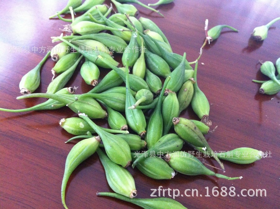 【中方润铁皮石斛果荚 浙江雁荡山品种 优质红