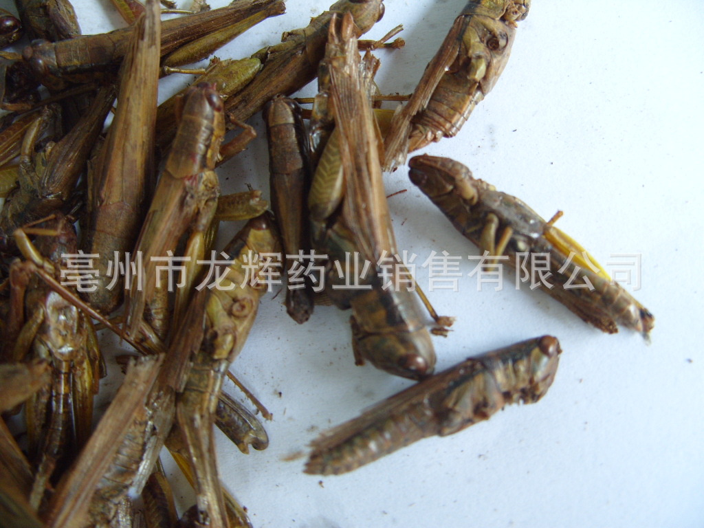 供应批发优质动物原药材—蚂蚱