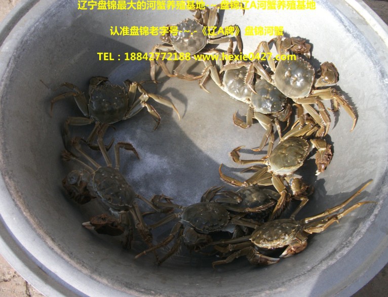 盘锦螃蟹价格 2013盘锦螃蟹价格 咨询辽a河蟹养殖基地 正宗盘锦螃蟹