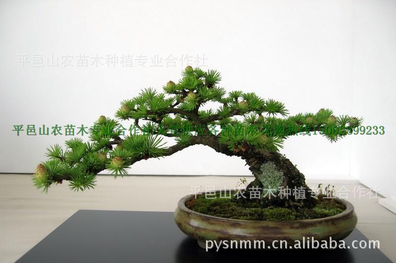 盆景-供应各种果树盆景各规格金银花盆景批发