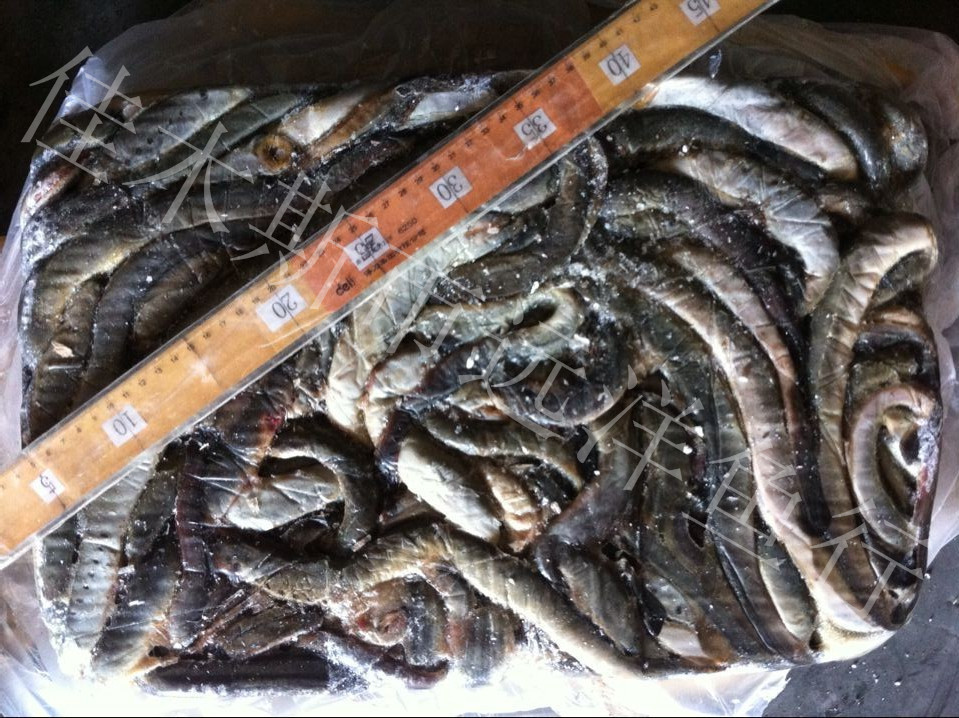 供应俄罗斯河鳗鱼20吨 七星鳗 七腮鳗 河鳗 批发河鳗 鳗鱼批发