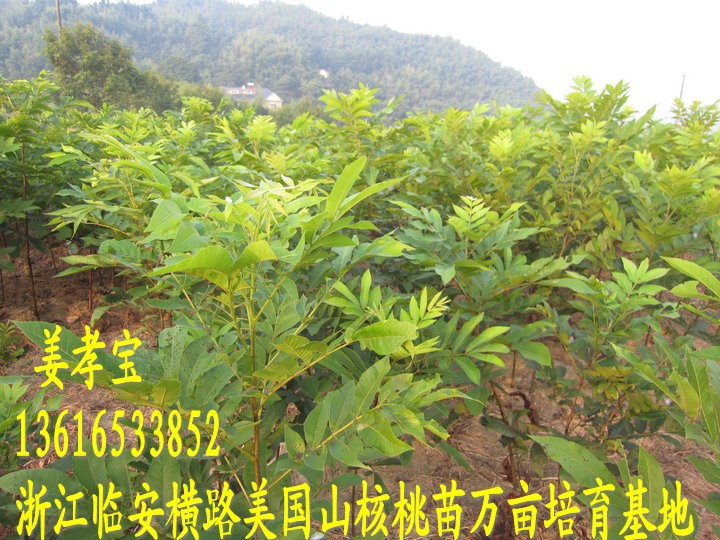 【浙江临安特产美国山核桃苗 长寿果苗 碧根果