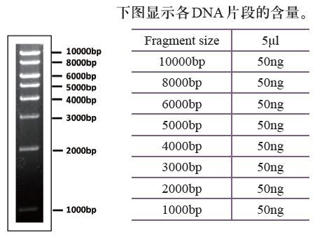 DNA Marker、 Protein Marker 诺派生物