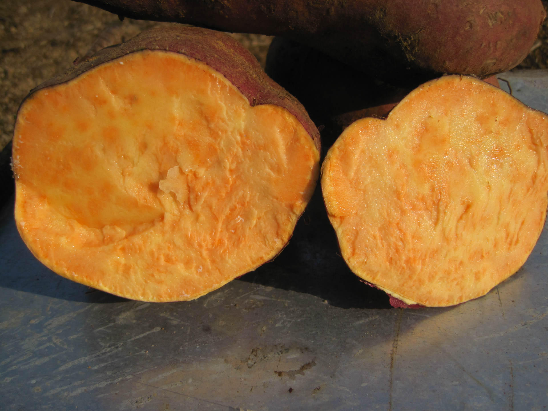 地瓜-求购红香蕉地瓜--阿里巴巴采购平台求购产