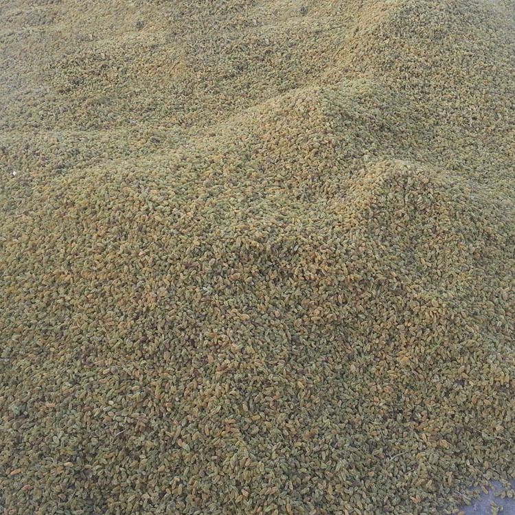 【吐鲁番产高甜度葡萄干批发\/2013新货上市\/一