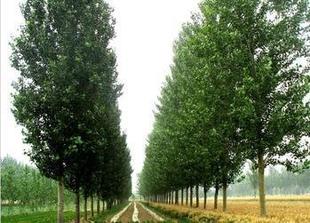 灌木-供应山东速生107杨树苗 泰安速生杨树苗