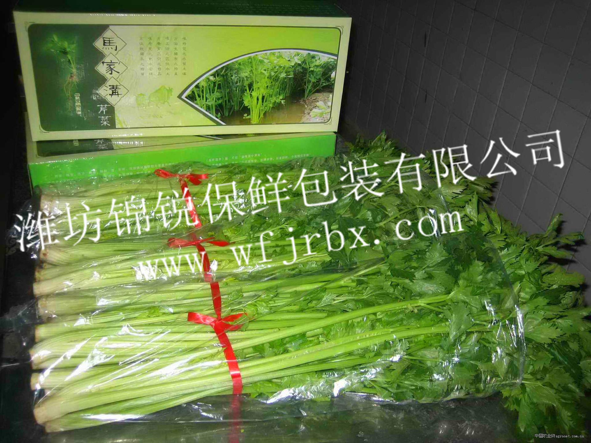 芹菜_副本