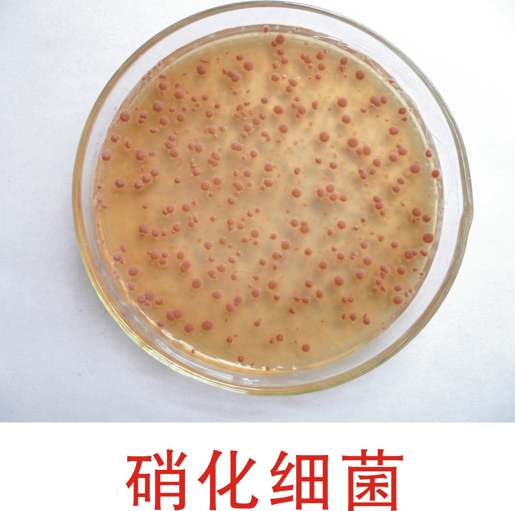 硝化细菌【水产养殖专用】