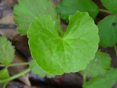 云南特产新鲜野生菜叶菜马蹄菜批发名贵中草药新鲜野菜预定抢购