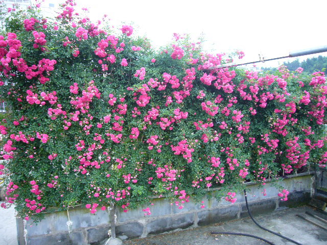 江苏藤本植物基地 爬山虎价格 常青藤 凌霄 紫藤价格