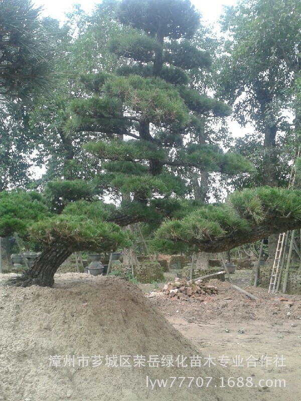 【福建日本黑松】价格,厂家,图片,乔木,漳州市芗