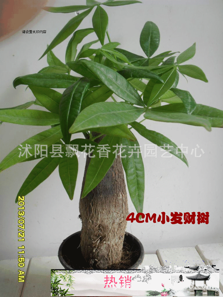 盆景 盆栽 植物 768_1024 竖版 竖屏 gif 动态图 动图