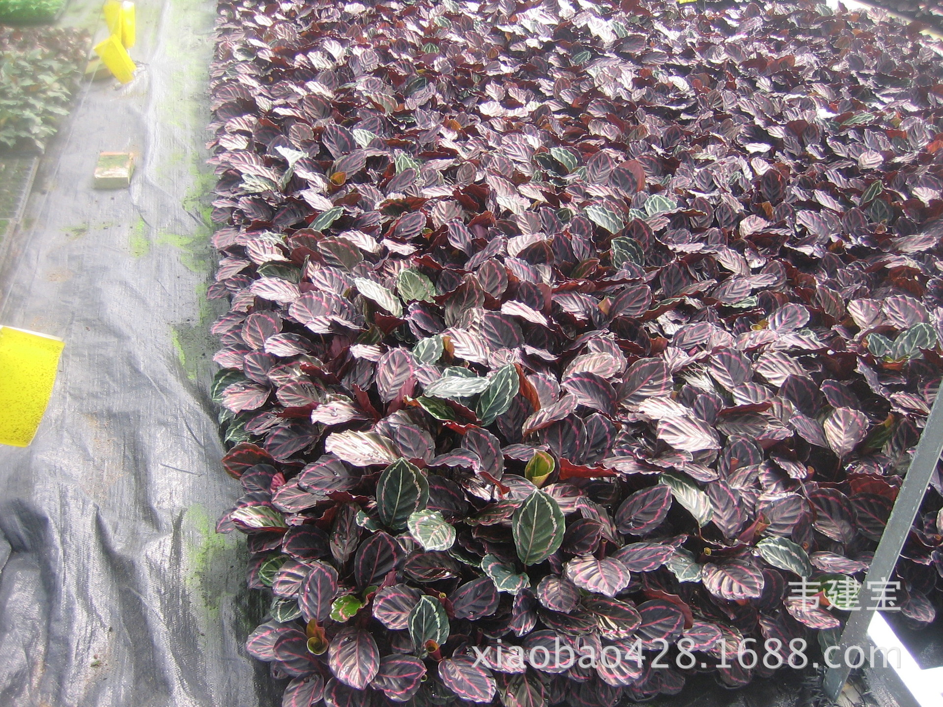 种苗、种子、种球- 红玫瑰竹芋(红美丽) 穴盘苗50株起 广州园林花卉种苗批发