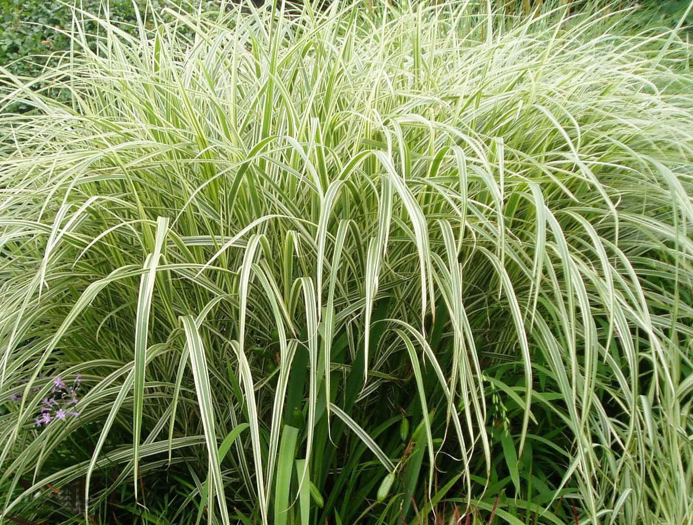 供应景观园林观赏草花叶芒厂家直销