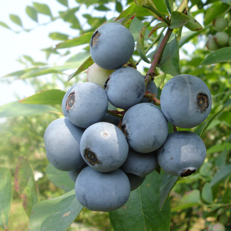 新鲜蓝莓批发原产地贵州麻江(蜜蜂授粉蓝莓